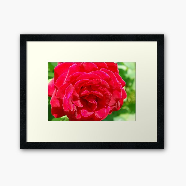 Blood Red Rose Framed Art Print