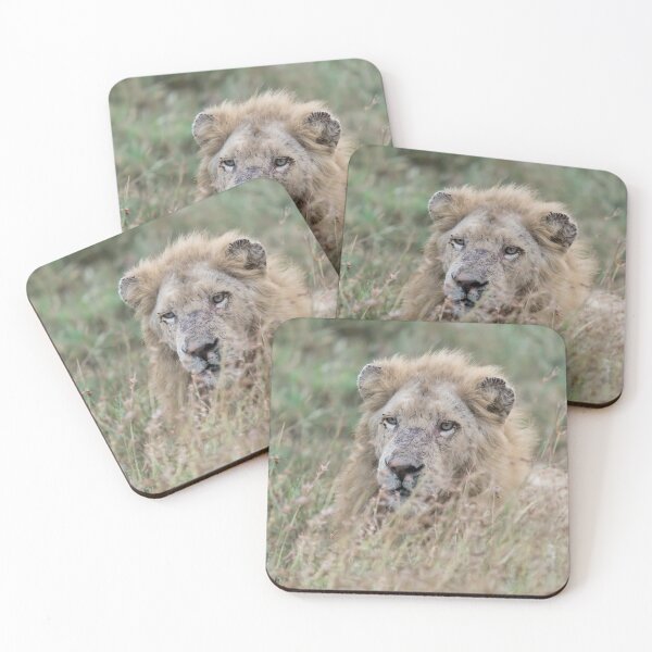 Item preview, Casper the White Lion – Hidden Majesty in Kruger designed and sold by DavideAntoniani.