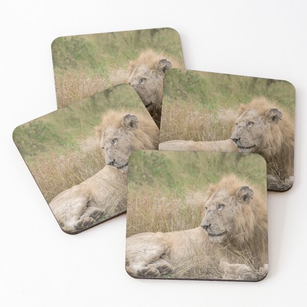 Item preview, Casper the White Lion – Resting Legend of Kruger designed and sold by DavideAntoniani.