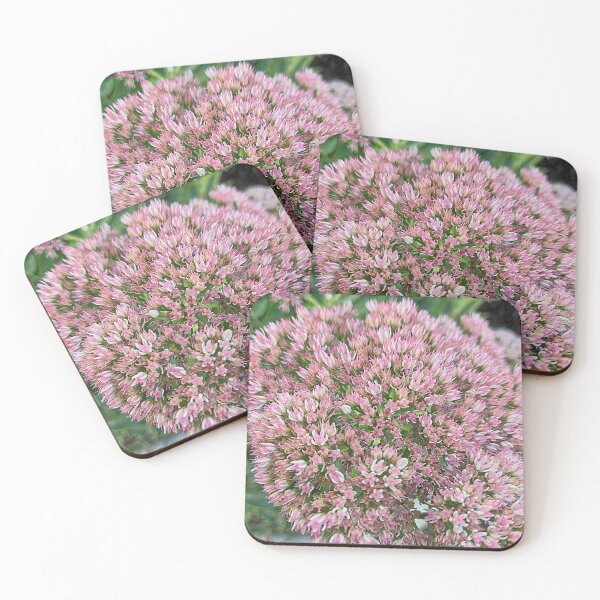 Item preview, Hylotelephium Spectabile florece designed and sold by Betsy Phillips.