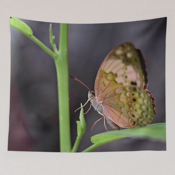 Item preview, The fragile elegance of a butterfly with spotted and colorful wings designed and sold by franck380.