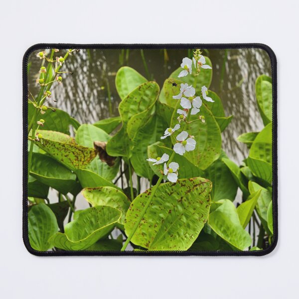 Item preview, Tropical Harmony: Aquatic Flowers and Lush Foliage in Indonesia designed and sold by franck380.