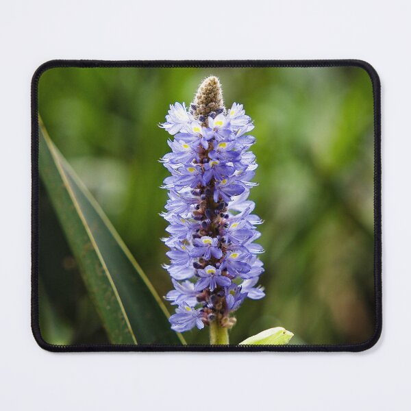 Item preview, A burst of purple flower spikes in the heart of green foliage designed and sold by franck380.