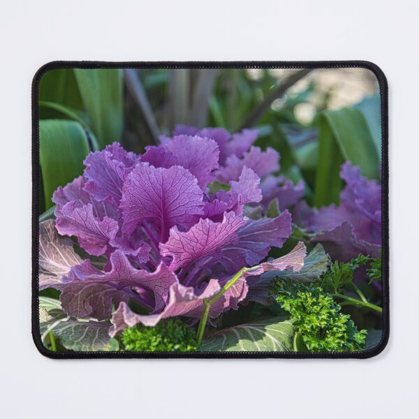 Item preview, This is a cabbage? designed and sold by Kerry LeBoutillier.