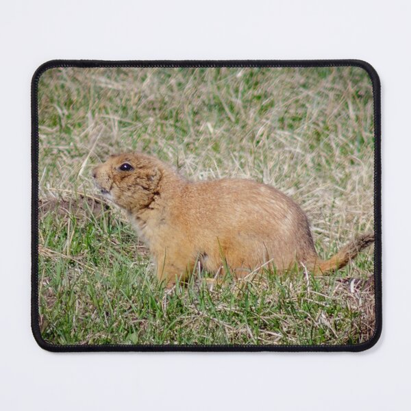 Item preview, Chubby Prairie Dog designed and sold by MollyBukovac.