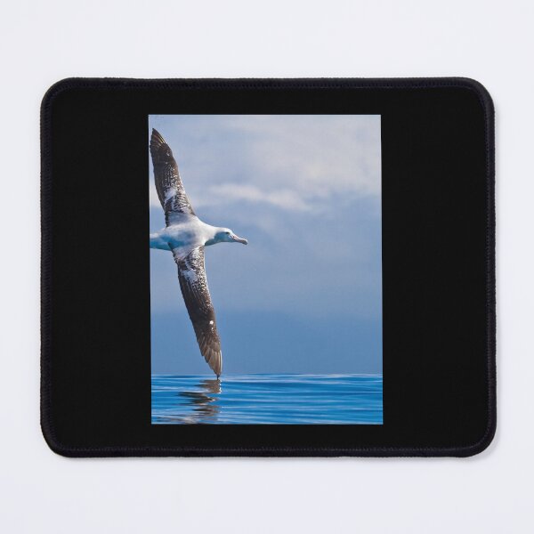 Item preview, Wandering Albatross - New Zealand Photographic Print 	 designed and sold by bbkzrxpgpuo42.
