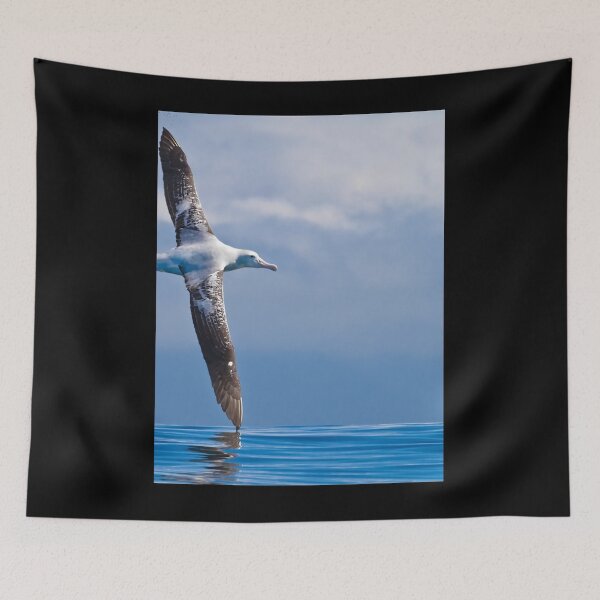 Item preview, Wandering Albatross - New Zealand Photographic Print 	 designed and sold by bbkzrxpgpuo42.