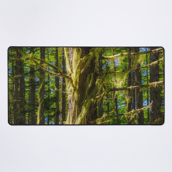 Item preview, Bearded Lichen in Nagano Highland Forest in Japan designed and sold by Pix4Japan.