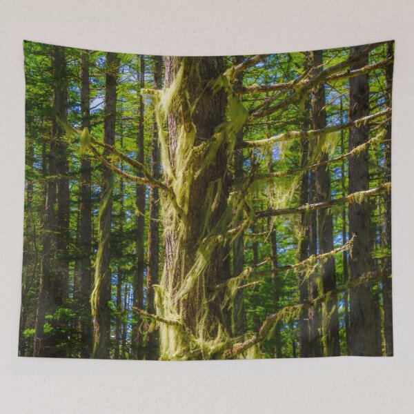 Item preview, Bearded Lichen in Nagano Highland Forest in Japan designed and sold by Pix4Japan.