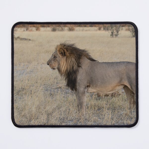Item preview, Tornose: The Silent Strength of the Marsh Pride – Botswana Safari Lion designed and sold by DavideAntoniani.