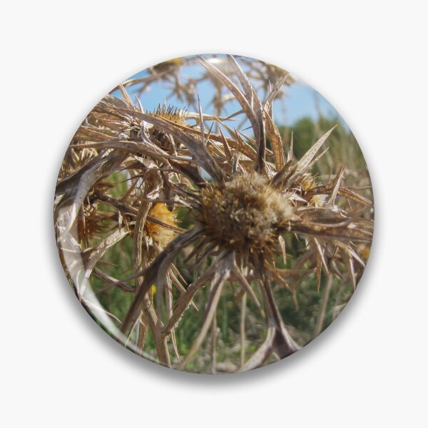Item preview, Close-Up Of Dried Spiky Thistle Seedhead In a Sunny Field Under Blue Sky designed and sold by Nmallia.