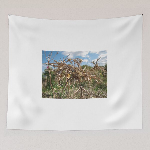Item preview, Close-Up Of Dried Spiky Thistle Seedhead In a Sunny Field Under Blue Sky designed and sold by Nmallia.