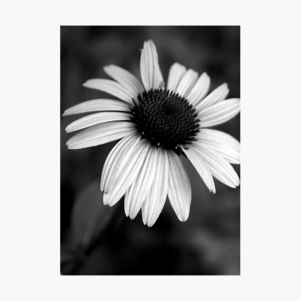 Item preview, Coneflower designed and sold by suzannem73.
