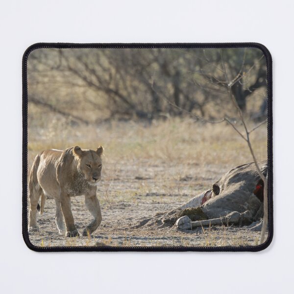 Item preview, After the Feast — Matsumi of Savuti Walking Past the Carcass designed and sold by DavideAntoniani.