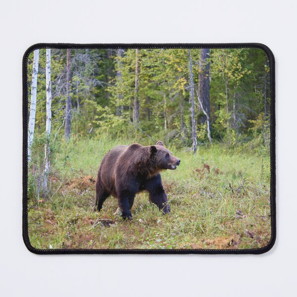 Item preview, King of the forest. Brown bear 2025 designed and sold by Jouko Lehto Photography.