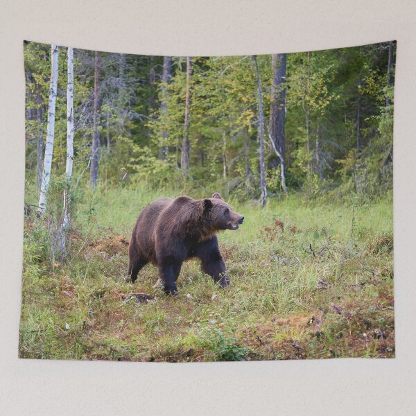 Item preview, King of the forest. Brown bear 2025 designed and sold by Jouko Lehto Photography.