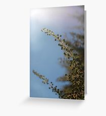 Acacia sp. Greeting Card