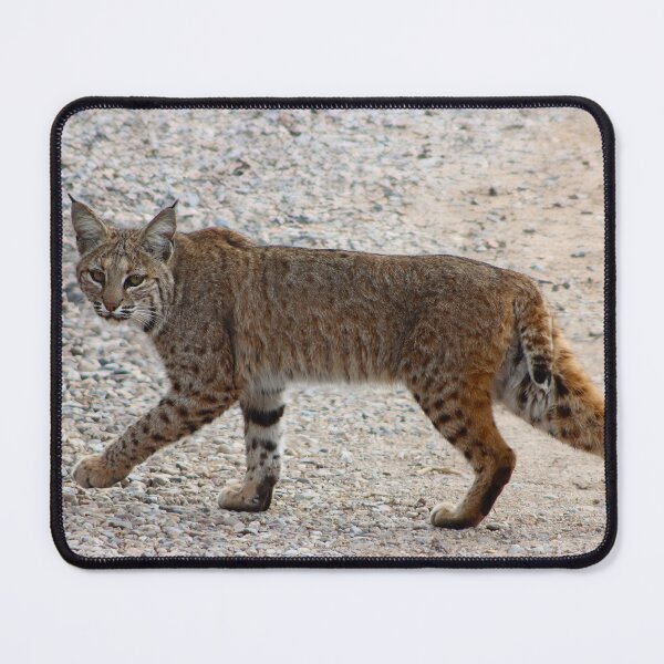 Item preview, Stunning Bobcat Looking At You designed and sold by simonjayphotos.