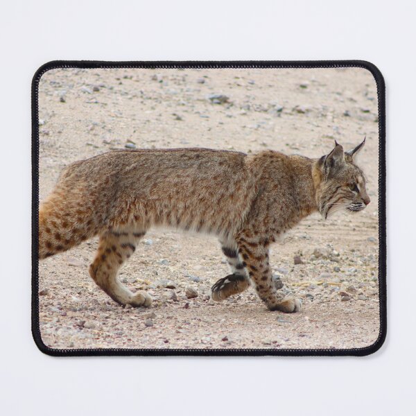 Item preview, Bobcat Ready To Pounce designed and sold by simonjayphotos.