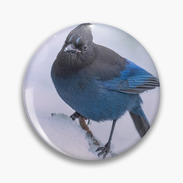 Item preview, Steller's Jay Haines Alaska designed and sold by PhotoArt by Joan Carroll.