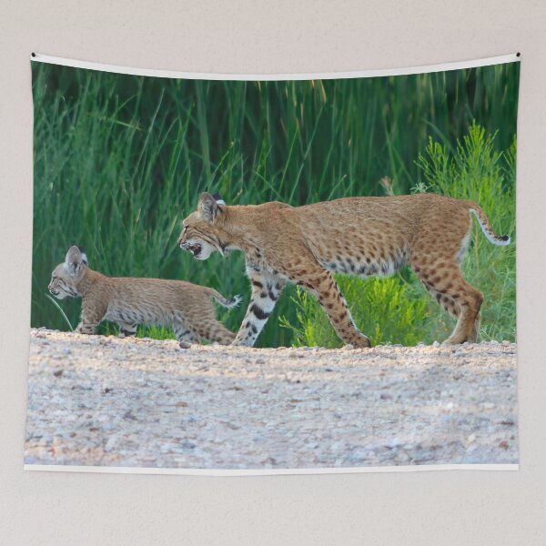 Item preview, Mommy And Baby Bobcat On The Move designed and sold by simonjayphotos.