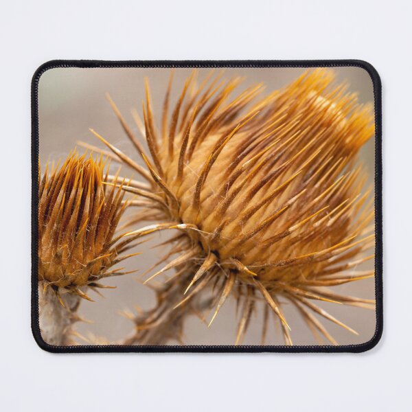 Item preview, Close up of brown thistle designed and sold by lisavonbiela.