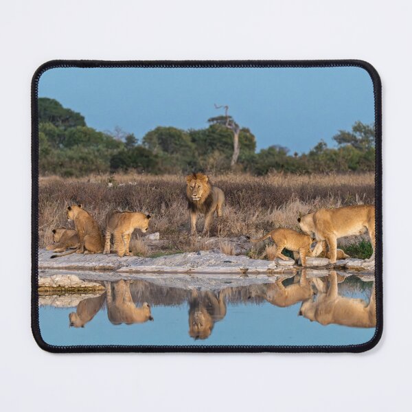 Item preview, Reflections of the Pride — Lion Family at the Water’s Edge designed and sold by DavideAntoniani.