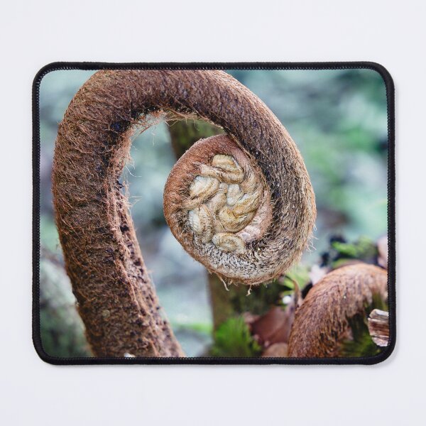 Item preview, Plant emergence: the spiral of Indonesian tropical ferns designed and sold by franck380.
