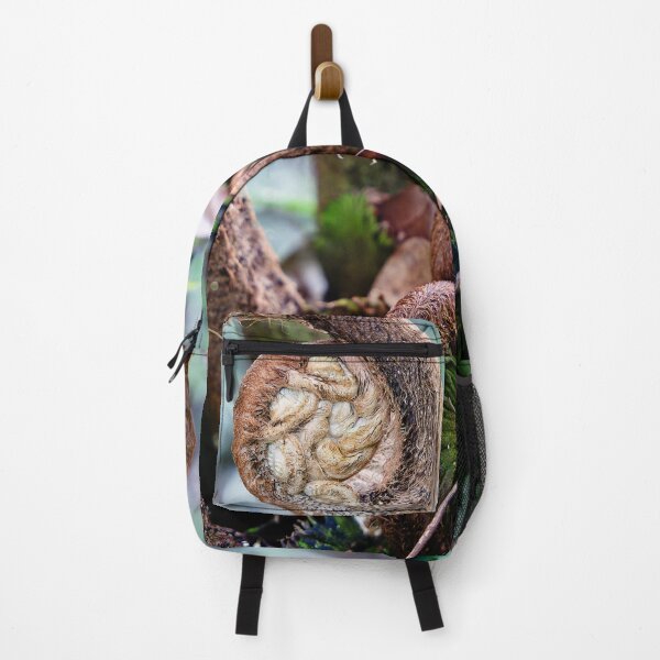 Item preview, Plant emergence: the spiral of Indonesian tropical ferns designed and sold by franck380.