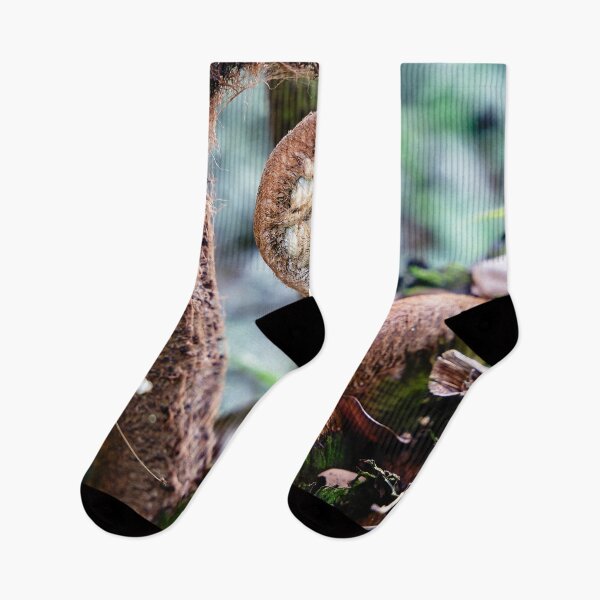 Item preview, Plant emergence: the spiral of Indonesian tropical ferns designed and sold by franck380.