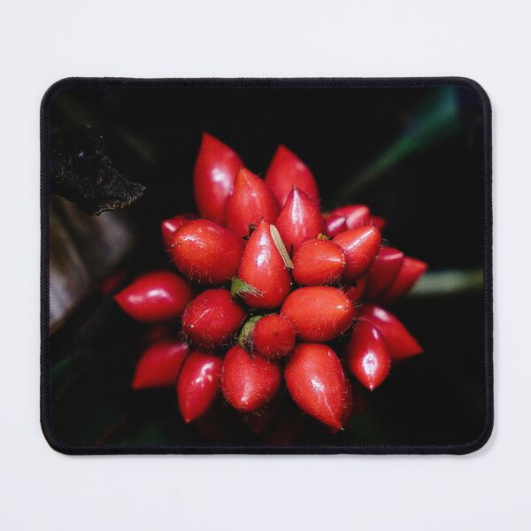 Item preview, Clusters of bright red tropical berries in Indonesia designed and sold by franck380.