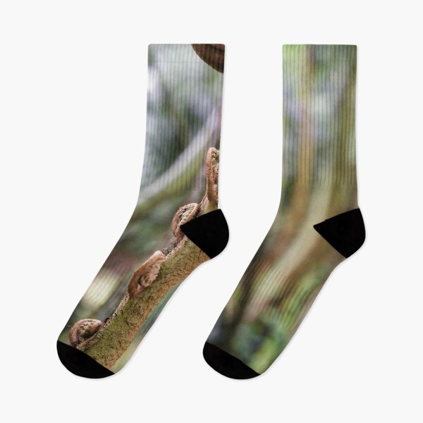 Item preview, Natural spirals of ferns developing in a damp undergrowth designed and sold by franck380.