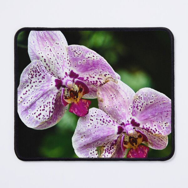 Item preview, Spotted Phalaenopsis orchids in shades of pink and purple designed and sold by franck380.