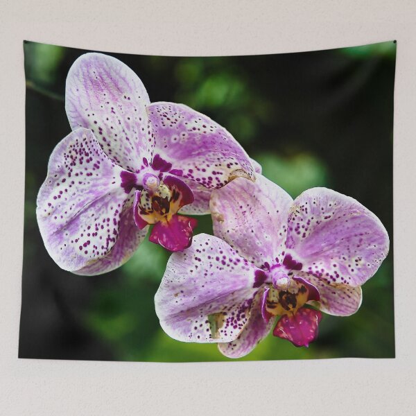 Item preview, Spotted Phalaenopsis orchids in shades of pink and purple designed and sold by franck380.