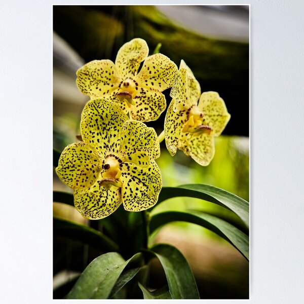 Item preview, Speckled yellow orchid with spectacular black patterns designed and sold by franck380.