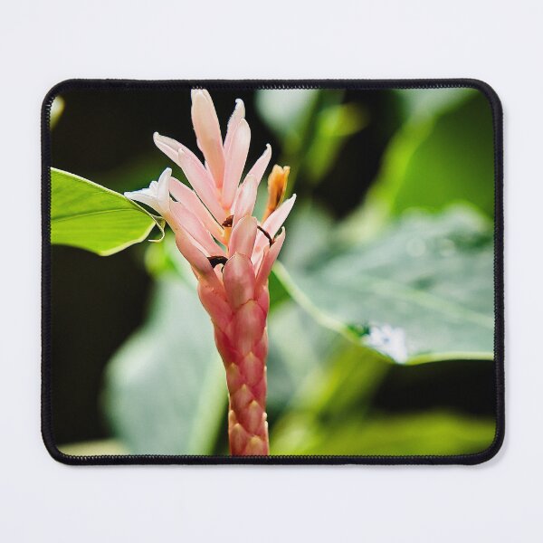 Item preview, Pink ginger flower in the heart of the lush tropics designed and sold by franck380.