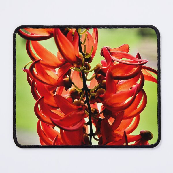 Item preview, Flaming splendor of tropical red jade flowers designed and sold by franck380.