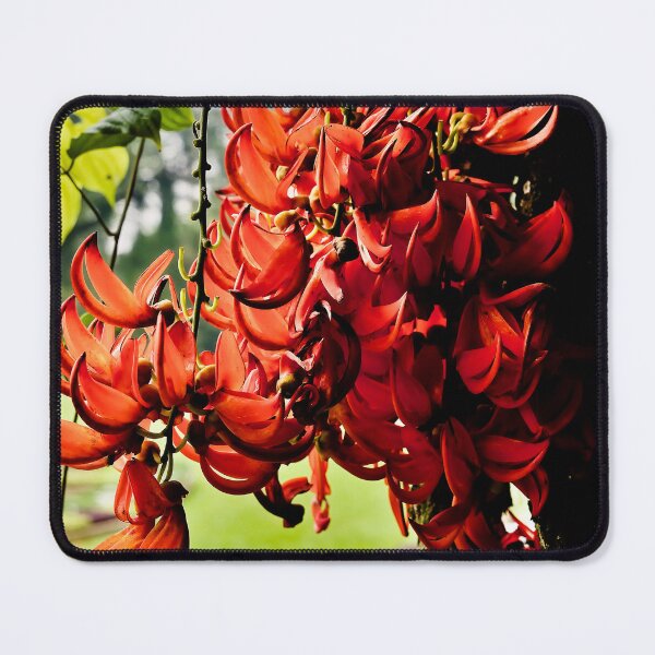Item preview, Flaming splendor of tropical red jade flowers designed and sold by franck380.