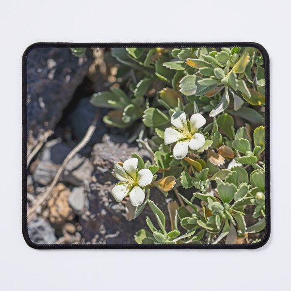 Item preview, Nohoanu designed and sold by Keola Makaiau.