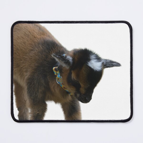 Item preview, Nigerian dwarf goat kid designed and sold by RobynPeters1836.