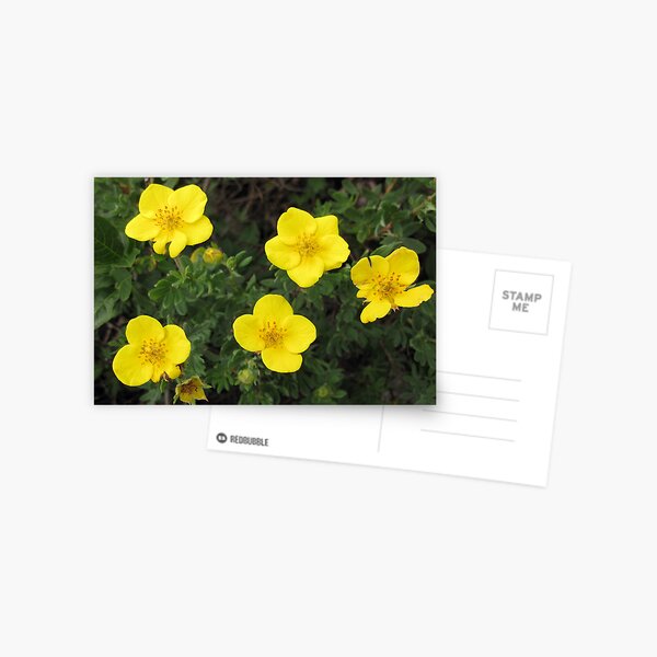 Item preview, Burren Flowers designed and sold by John Quinn.