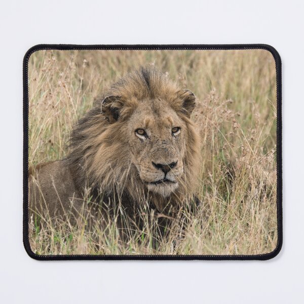 Item preview, Footloose — Last of the Shishangaan Lions designed and sold by DavideAntoniani.