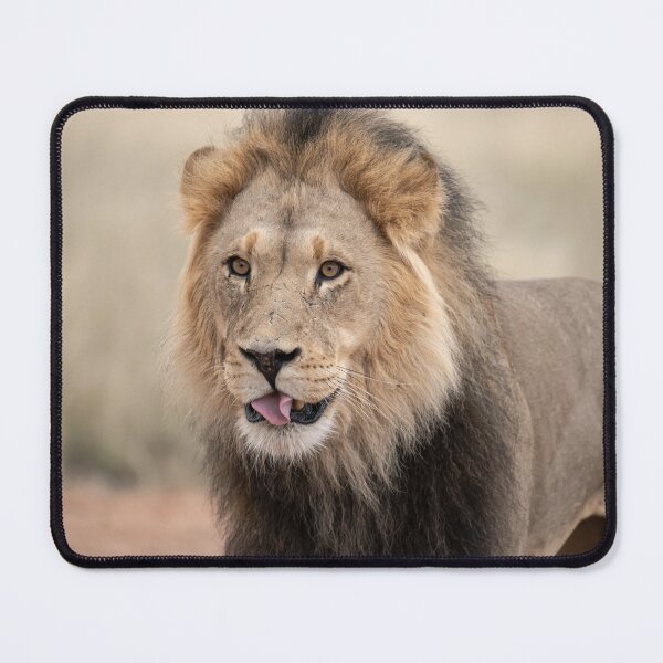 Item preview, The Playful Side — Black-Maned Lion of Kgalagadi designed and sold by DavideAntoniani.