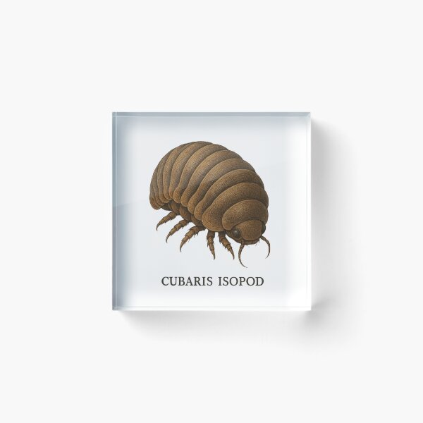 Item preview, Cubaris Isopods - realistic insect designed and sold by DamioPolArt.