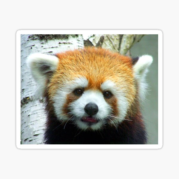Panda Stickers Redbubble - red panda gang head quarters roblox