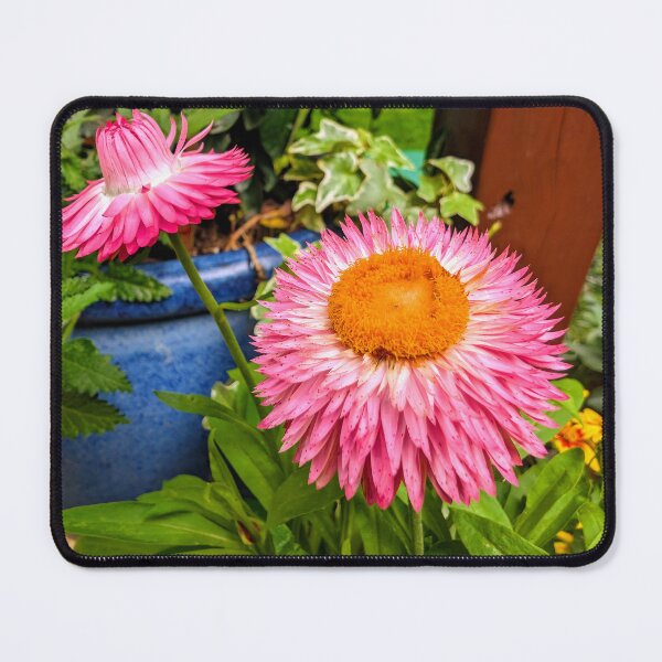 Item preview, Pink Strawflowers designed and sold by dcroffe.