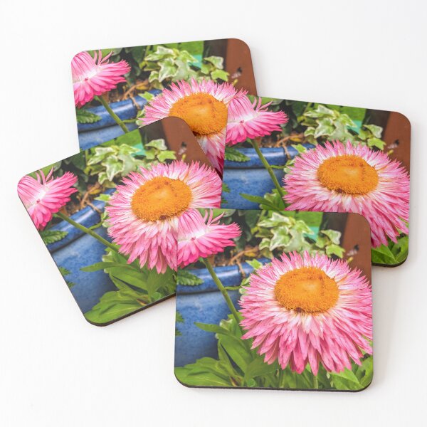 Item preview, Pink Strawflowers designed and sold by dcroffe.