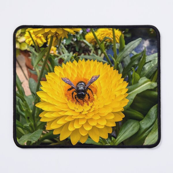 Item preview, Yellow Strawflower Landing Pad designed and sold by dcroffe.