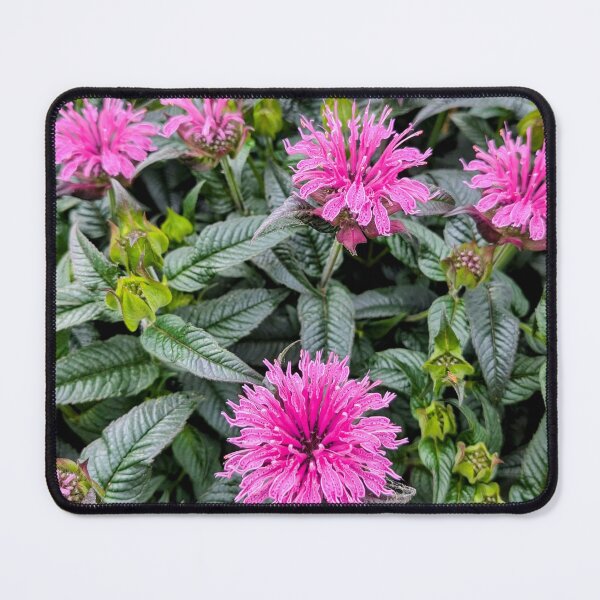 Item preview, A Group of Lavender Wild Bee Balm flowers designed and sold by dcroffe.