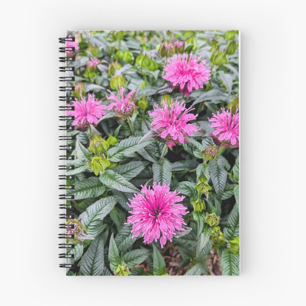 Item preview, A Group of Lavender Wild Bee Balm flowers designed and sold by dcroffe.